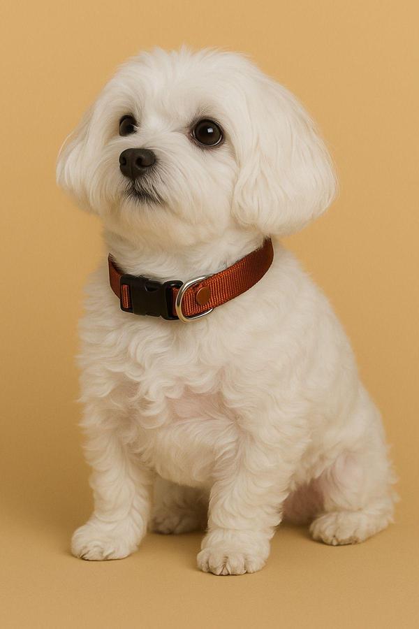 Moodpaw Caramel Mood Ayarlanabilir Köpek Boyun Tasması - Image 1