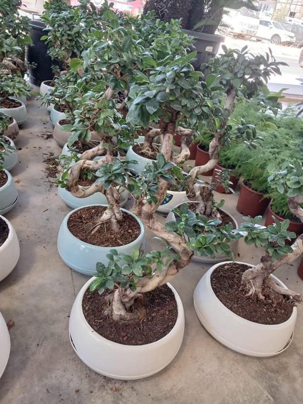 80 cm. Ficus Ginseng Bonsai Ağacı - Kıvrımlı Gövdesiyle Lüks Dekorasyon - Image 1