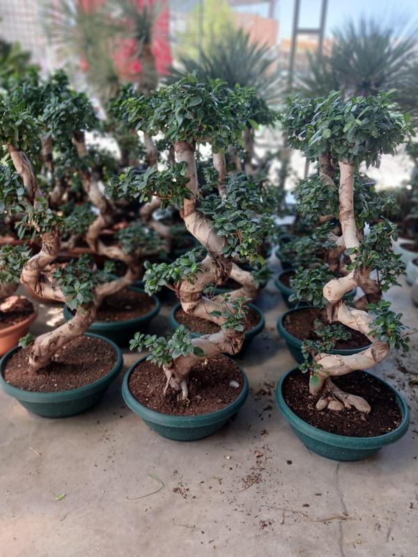 Ficus Microcarpa Ginseng Omono Bonsai | 110 cm Boyutunda S Form - Image 1