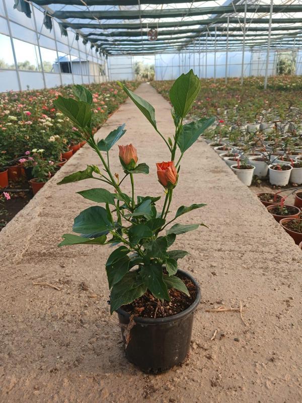 Saksıda Canlı Turuncu Tomurcuklu Japon Gülü (Hibiscus) - Ev ve Balkon Çiçeği - Image 1