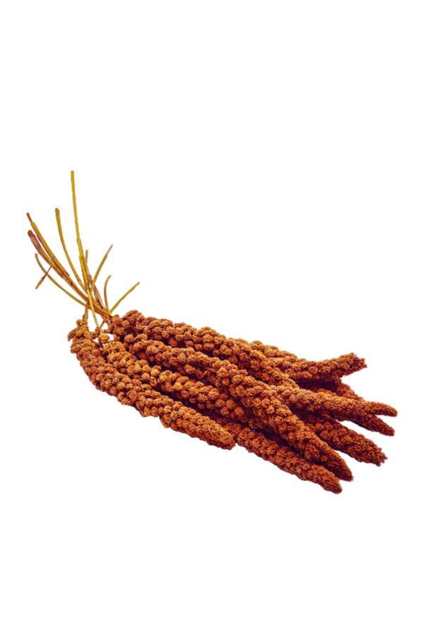 Çotanaklar Kafes Kızıl Dal Darı 1 Kg - Image 1