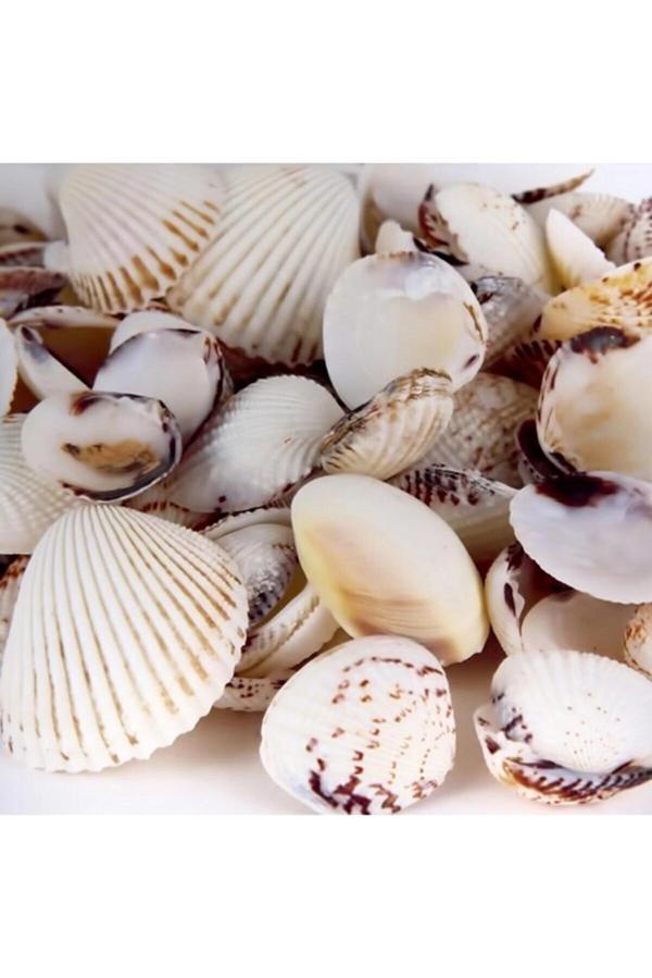 Deniz Kabuğu 200gr Karışık Deniz Kabukları Dekoratif Vazo Akvaryum Süsleme Teraryum Deniz Kabukları - Image 1