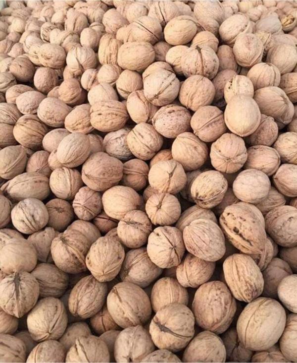 Şifaiye Kuruyemiş Ve Şekerleme Kabuklu Ceviz 1Kg - Image 1