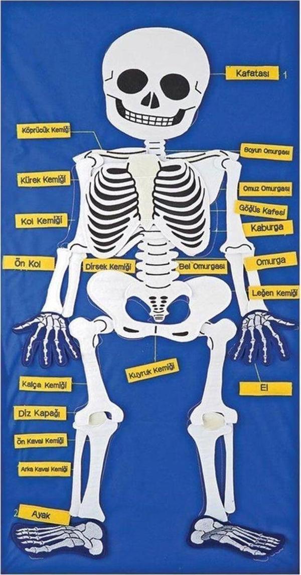 Öğretici Oyuncak AND-9150 İskelet Cırtlı Pano Kız Erkek Çocuk Eğitici - Image 1
