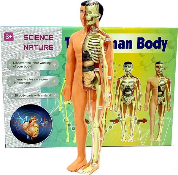 Eğitici Oyuncak The Human Body İnsan Vücudu 3D Eğitim Seti 3302 Kız Erkek Çocuk Eğitici Eğitici  - Image 1