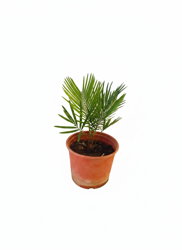 30-45 cm Sikas Bitkisi (Japon Sikası) - Canlı Salon Palmiyesi - Image 1