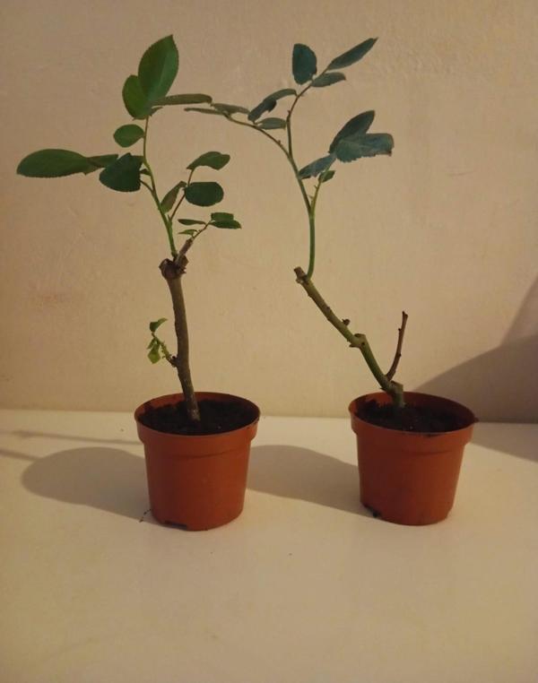 İkili Aşılı Sürpriz Renk Gül Fidesi (10-20 cm) - Bahçe, Balkon için Saksısında Canlı Gül Fidanı - Image 1