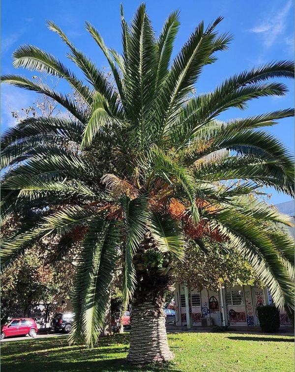Kanarya Adaları Hurması Fidanı (15-30 cm) - Gerçek Dış Mekan Phoenix Canariensis Palmiyesi - Image 1