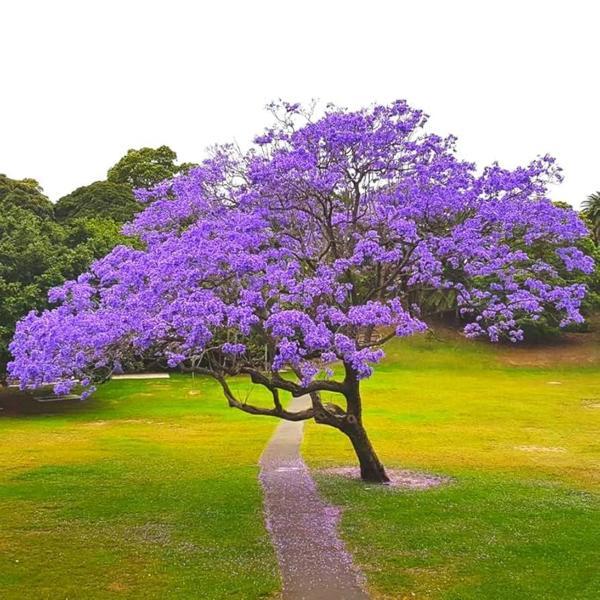 Mor Çiçekli Jakaranda Ağacı ( Jacaranda Mimosifolia) Fidanı - Bahçe, Peyzaj İçin İdeal Fidan - Image 1