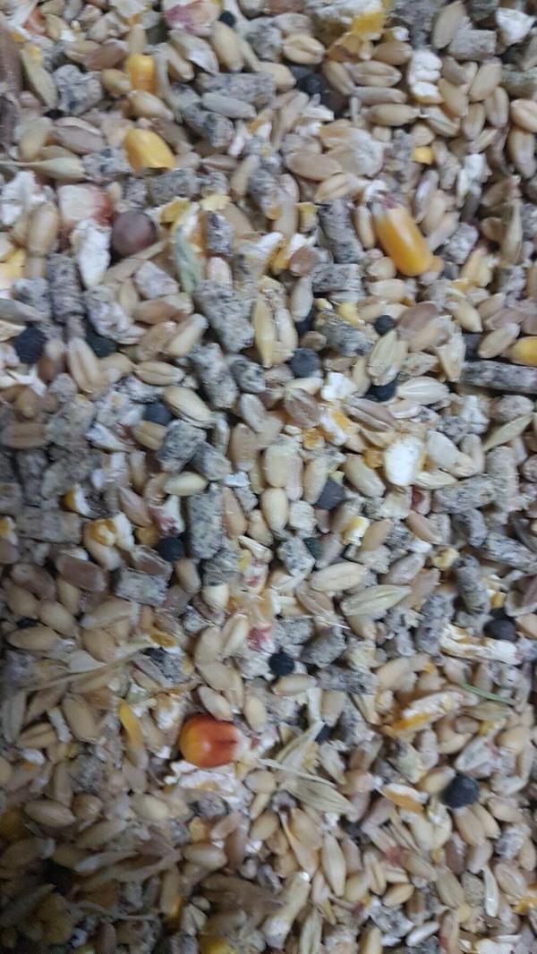 Cabelas Tavuk Yemi 10 Kg - Image 1