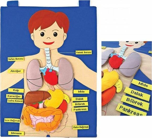 AND-5120 Vücudumuz Cırtlı Pano Kız Erkek Çocuk Oyuncak Eğitici Oyuncaklar - Image 1