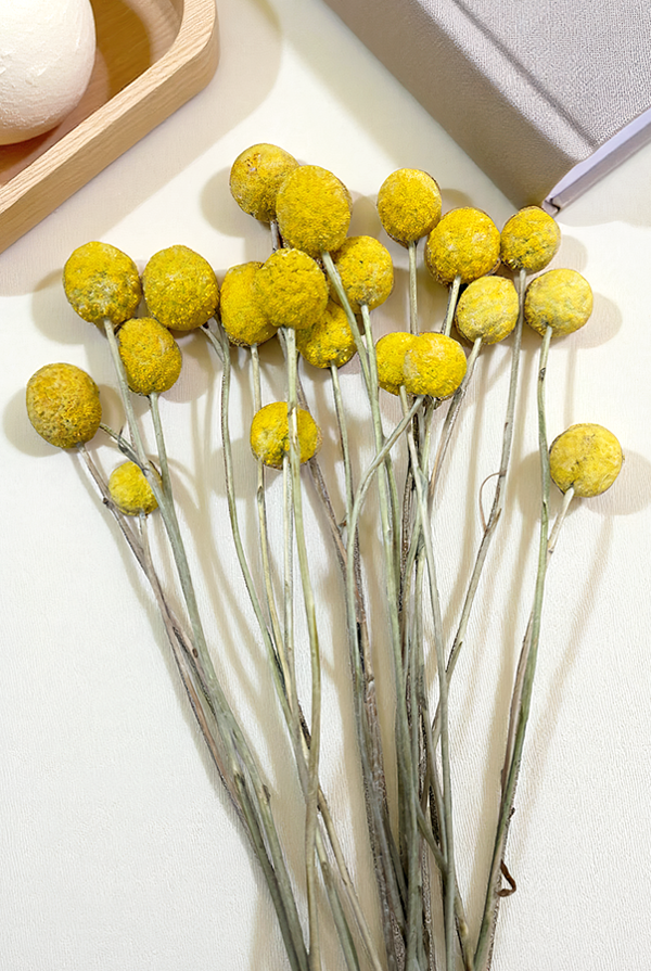 Cassia Crespedya Kuru Bitki Sarı - Image 1
