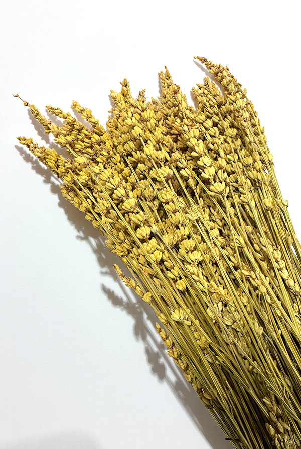Cassia Lavanta Kuru Bitki Sarı - Image 1