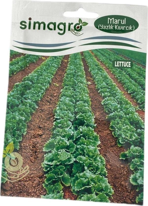 Simagro Marul Yazlık Kıvırcık - Image 1