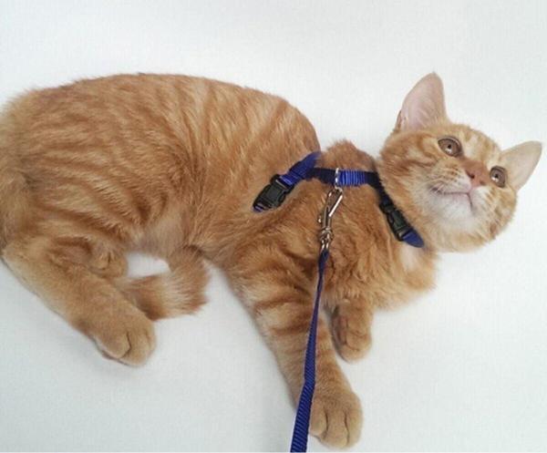 Mga Shop Kedi Tasması - Image 1