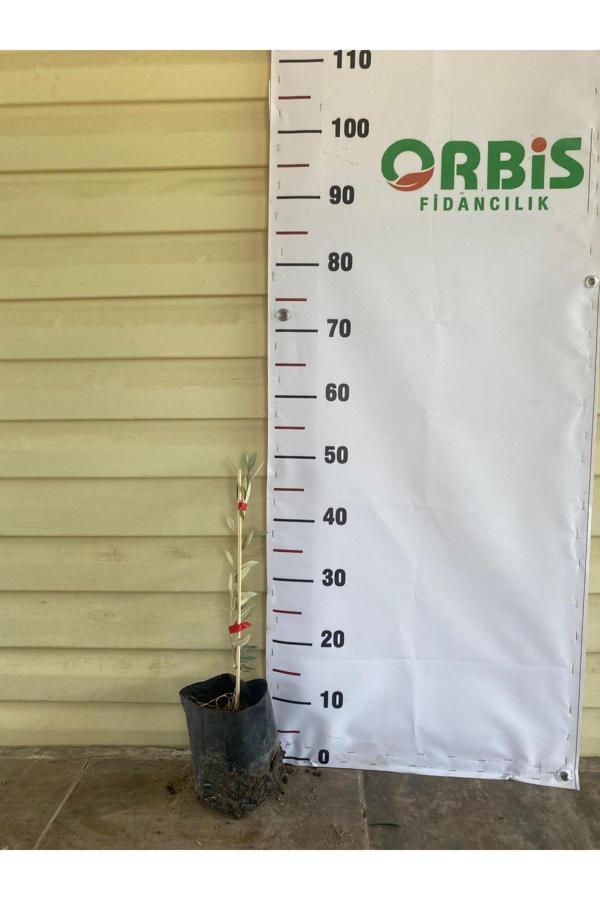 Orbis Fidancılık Klon Üretim Sarıulak Zeytin Fidanı – Sofralık Ve Yağlık Kullanıma Uygun - Image 1