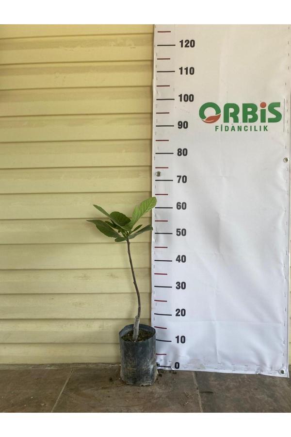Orbis Fidancılık Bardak İncir Fidanı – Orta İri, Tatlı Ve Aromatik Meyve Veren Sofralık Çeşit, Dayanıklı Ve Verimli - Image 1