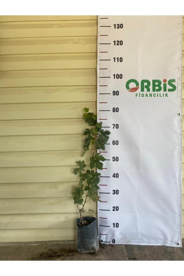 Orbis Fidancılık Tarsus Beyazı (Topacık) Üzüm Fidanı – Sofralık , İri Ve Aromatik Beyaz Üzüm - Image 1