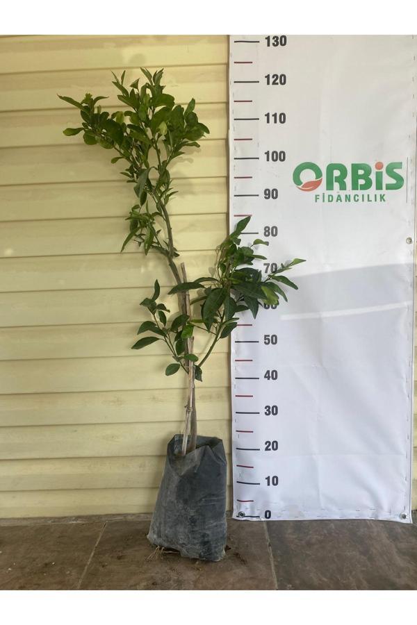 Orbis Fidancılık 2 Yaş Aşılı Novalina Portakal Fidanı – Tatlı, Sulu Ve Sofralık - Image 1