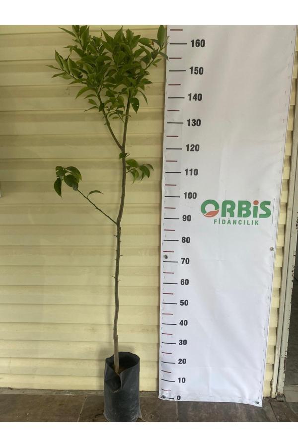 Orbis Fidancılık Aşılı 3 Yaş Yediveren Limon Fidanı - Image 1