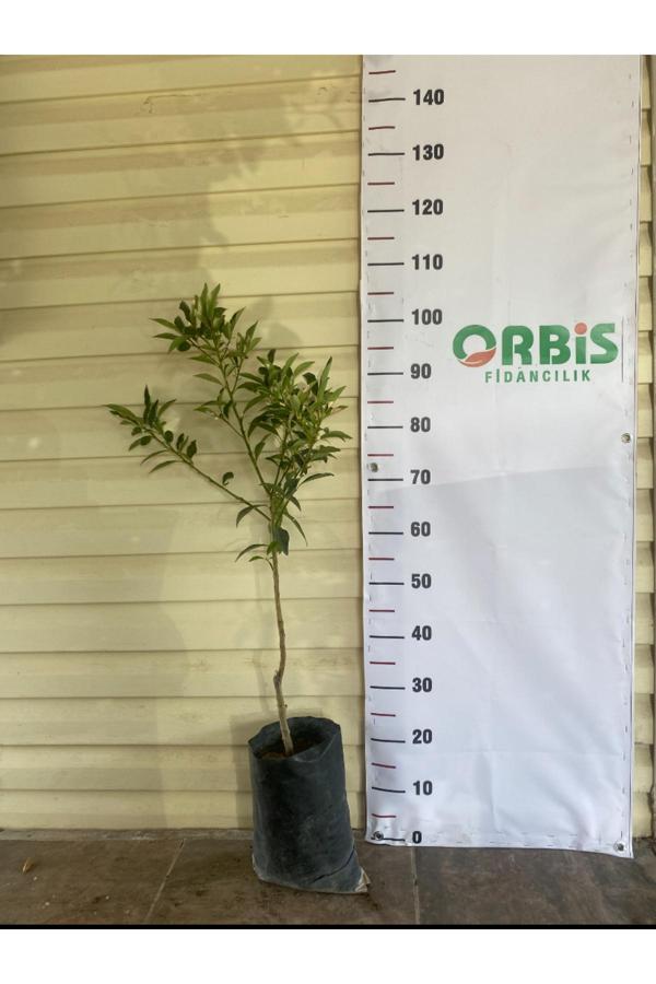 Orbis Fidancılık 2 Yaşlı Aşılı Kumkuat (Kamkat) Fidanı – Minik, Tatlı Ve Aromalı Meyve - Image 1