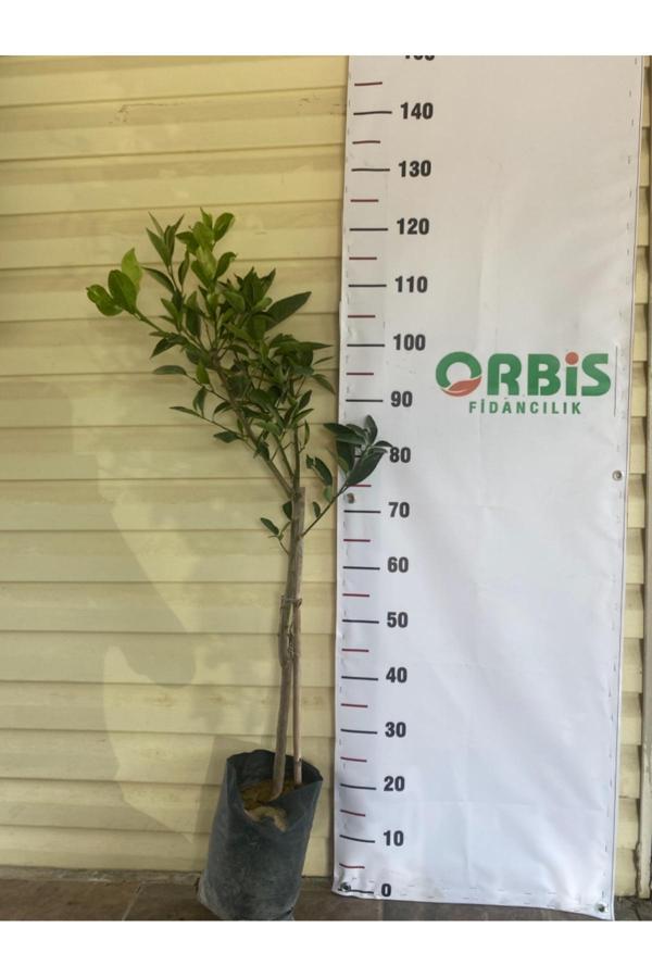 Orbis Fidancılık 3 Yaş Aşılı Kara Kara Portakal Fidanı (Kanlı Portakal) - Image 1