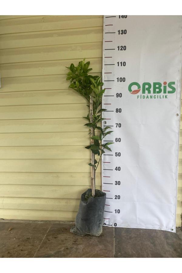 Orbis Fidancılık 2 Yaş Aşılı Washington Portakal Fidanı - Image 1