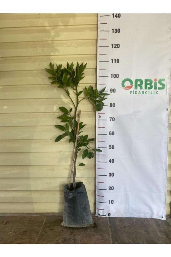 Orbis Fidancılık Aşılı 3 Yaş Satsuma Rize Mandalina Fidanı - Image 1