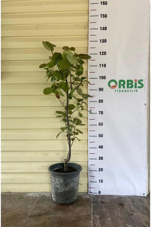 Orbis Fidancılık Aşılı 4-5 Yaş Ekmek Ayvası Fidanı - Image 1