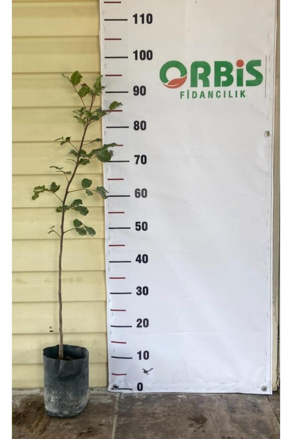 Orbis Fidancılık Aşısız Harnup , Keçiboynuzu Fidanı - Image 1