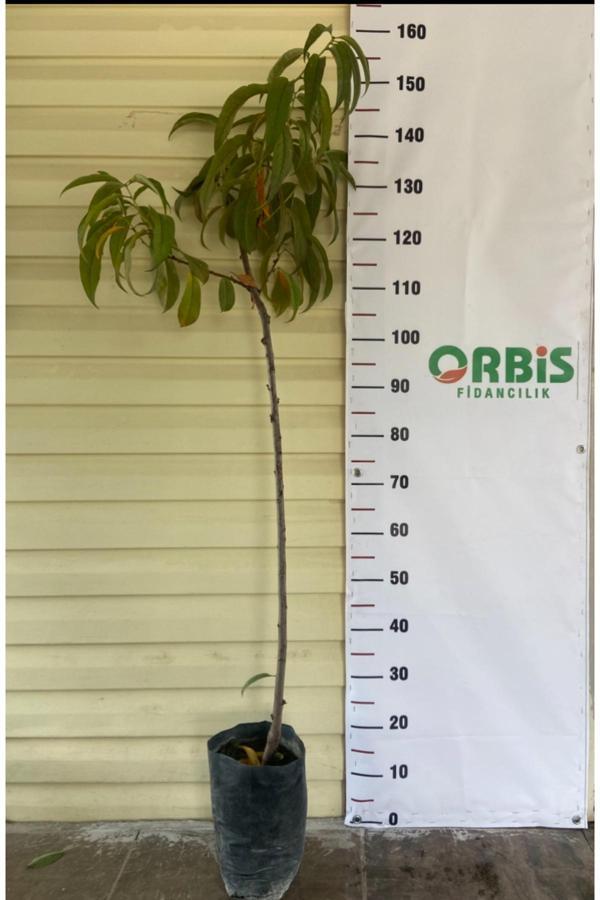 Orbis Fidancılık Aşılı Yarı Bodur Bursa Yarma Şeftali Fidanı - Image 1