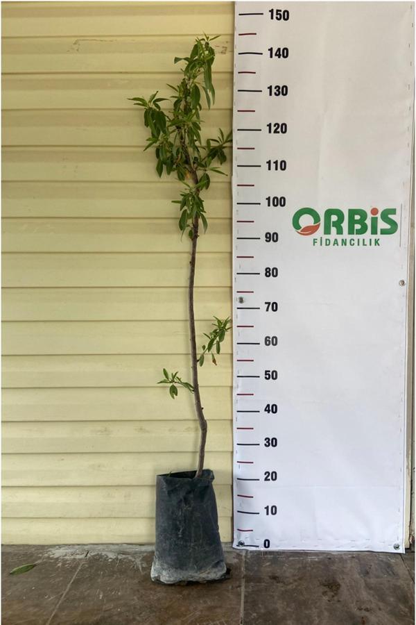 Orbis Fidancılık Aşılı Tüplü Ferragnes Badem Fidanı - Image 1