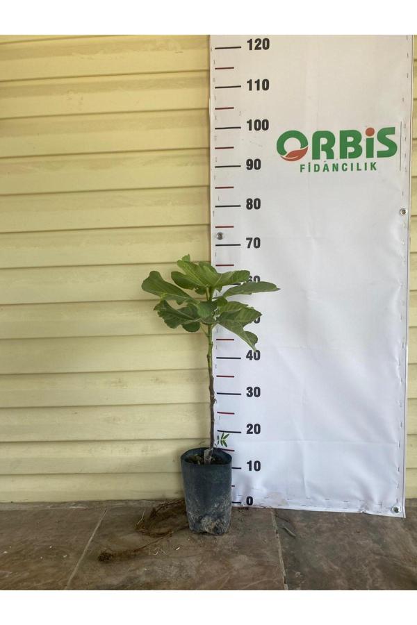 Orbis Fidancılık Erkenci Tarsus Siyah İnciri - Image 1