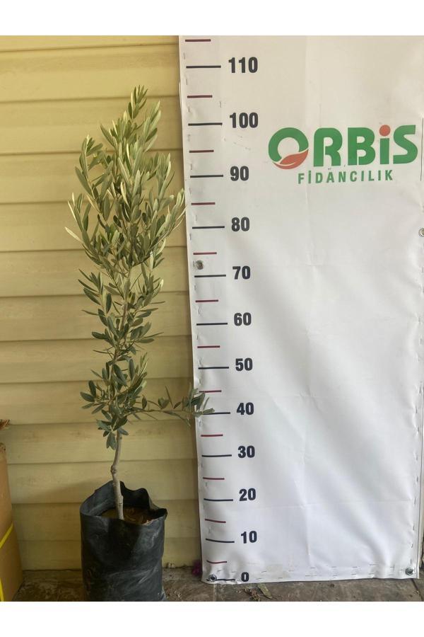 Orbis Fidancılık Gemlik (Trilye) Zeytin Fidanı 2 Yaşlı –Sofralık Ve Yağlık Kullanıma Uygun - Image 1