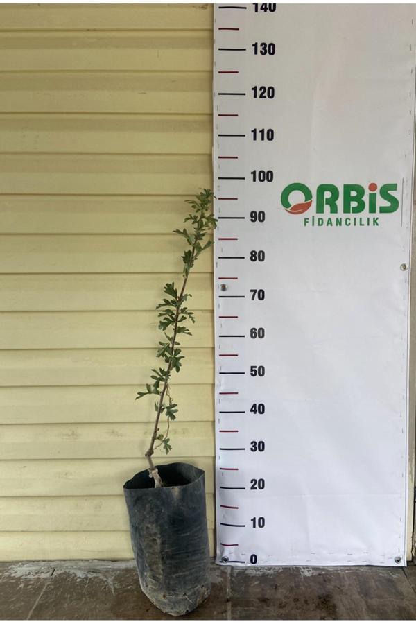 Orbis Fidancılık Tüplü Aşılı İri Sarı Belen Alıç Fidanı - Image 1
