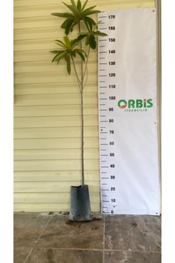 Orbis Fidancılık Tüplü Malta Eriği (Yeni Dünya ) - Image 1