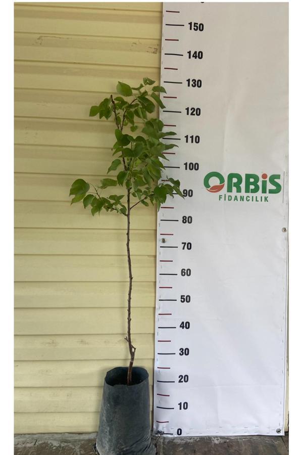 Orbis Fidancılık Aşılı Şekerpare Kayısı Fidanı 3 Yaş - Image 1