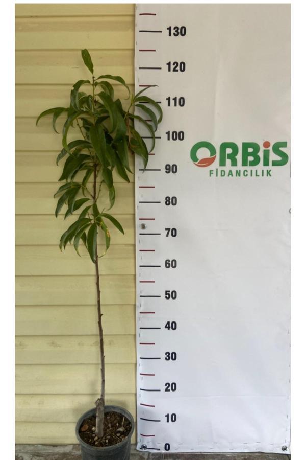 Orbis Fidancılık Aşılı Tüylü Şeftali Fidanı Astoria - Image 1