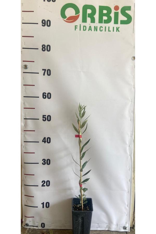 Orbis Fidancılık Koroneiki Zeytin Fidanı - Erken Verimli Ve Yüksek Yağ Oranlı - Image 1