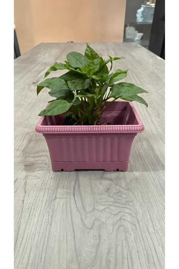 Kizilelmada Ova Balkon Saksı No:1 – 27X16 Cm, 3.5 Litre Dikdörtgen Saksı - Image 1