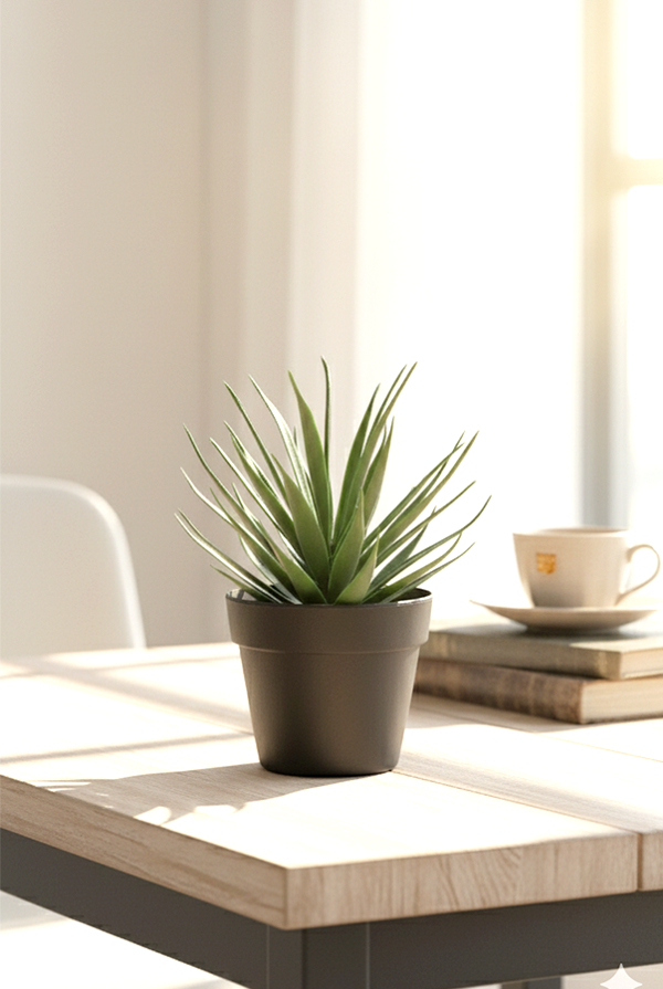 Aloe Siyah Saksıda Aloevera - Image 1
