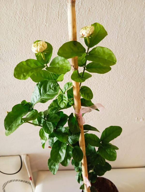 Mis Kokulu Ful Sarmaşığı 50-75 Cm Bol Tomurcuklu Arap Yasemini - Image 1