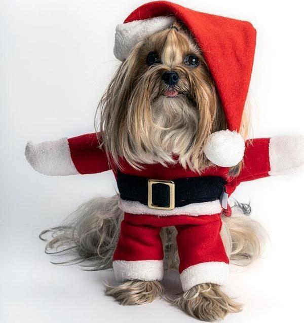 Max Design Noel Baba Kostüm Büyük Irk Köpeklere Uygun Polar Göğüs68-75cm Sırt65cm 4XLarge - Image 1