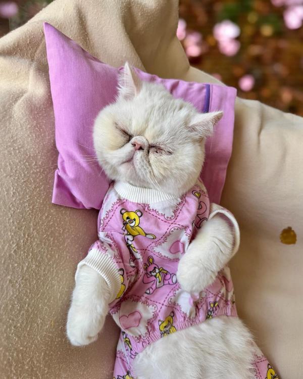 Toad Teddy Penye Kedi Tulum ve Yastık Takım Uyku Seti   - Image 1