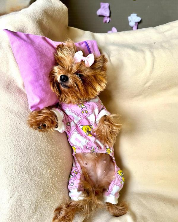 Toad Teddy Penye Tulum Yastık Takım Uyku Set Köpek Tulum Elbise - Image 1