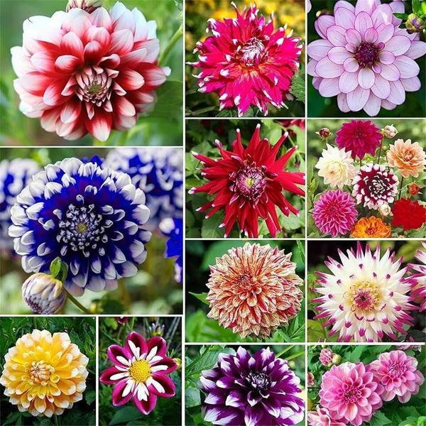 30 Adet Dev Yıldız Dahlia Çiçeği Soğanı Yumrusu 12 Renk Karışık Yumru Boyu 10 Cm.yeni Mahsul.. Çimlenme Garantilidir.. - Image 1