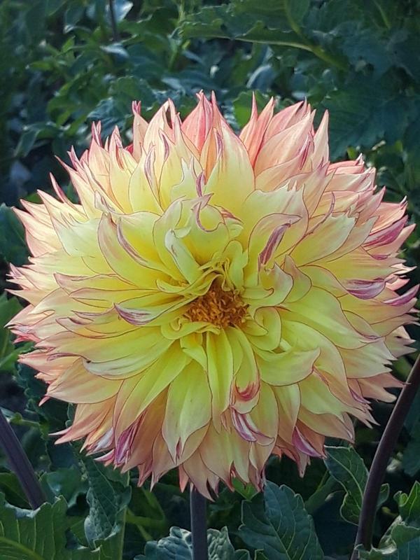 9 Adet Dev Yıldız Dahlia Çiçeği Soğanı Yumrusu Yumru Boyu 9 Cm.yeni Mahsul.. 9 Farklı Renk.çimlenme Garantili.. - Image 1