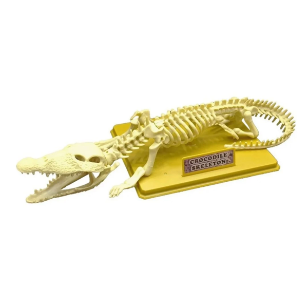 Nessiworld Timsah İskeleti Bilim Seti - Image 1