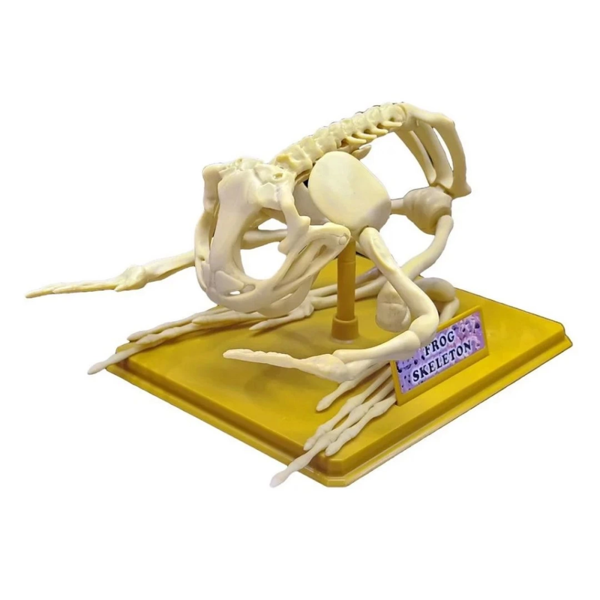 Nessiworld Kurbağa İskeleti Bilim Seti - Image 1