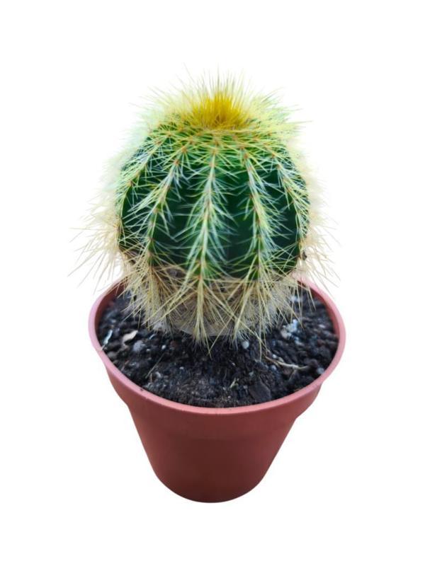 NATOCACTUS MAGNİFİCUS 8,5 CM LİK SAKSIDA 17 CM UZUNLUKTA - Image 1